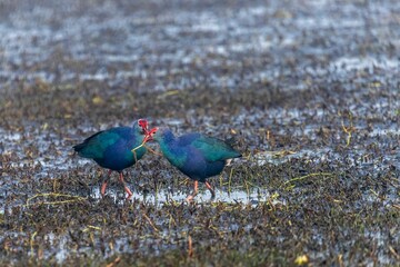 Closeup of vibrant Western swamphen in a lush green during a foggy weather