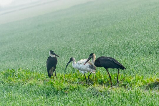 Woolly-necked storks and black-headed ibises in a field