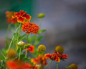 Closeup shot of blooming vibrant marigold flowers in a garden