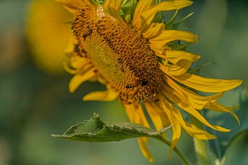 Vibrant yellow sunflower with beed on the petals in a lush green field under the sunlight