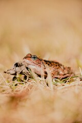 Grey frog on the grass attentively surveying the ground