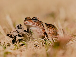 Grey frog on the grass attentively surveying the ground