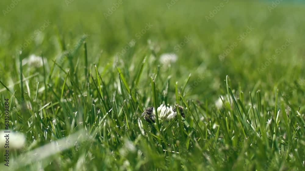 Sticker slow-motion closeup of a bee in the grass in a field