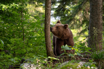 Obraz na płótnie Canvas Brown Bear - Ursus arctos large popular mammal from European forests and mountains, Slovenia, Europe.
