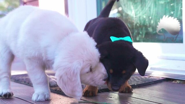 Slow-motion view of a Labrador Retriever and Rottweiler puppies playing together outdoors