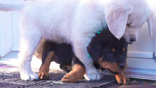 Slow-motion view of a Labrador Retriever and Rottweiler puppies playing together outdoors