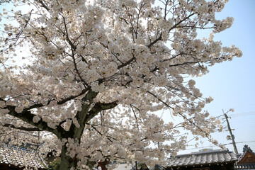 西陣本隆寺境内に咲く染井吉野