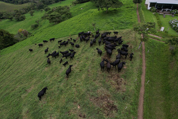 Aerial View of a Cow barn in the country side
