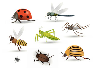 Set of insects concept. Biology and zoology. Bee, grasshopper, ladybug, beetle and dragonfly. Template, layout and mock up. Cartoon flat vector collection isolated on white background © Rudzhan
