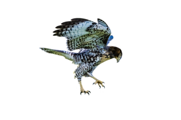 Red-tailed Hawk (Buteo jamaicensis) Photo on a Transparent Background, Dancing on Air