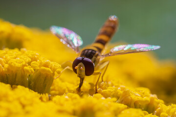 one hover fly sits on a flower and nibbles on nectar