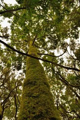 Fototapeta premium Bosque Parque Nacional de Garajonay, Isla de la Gomera, Islas Canarias, España.