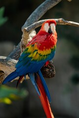 Obraz premium Closeup of an exotic macaw perched on a tree branch in a tropical environment