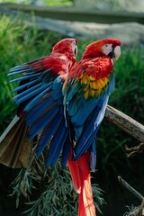 Closeup of two exotic macaws perched on a branch in a tropical environment with a blurry background
