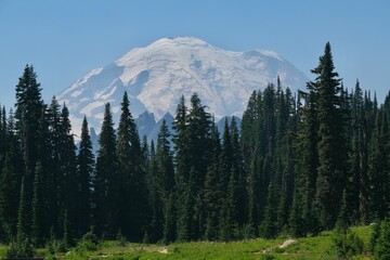 an image of the mountain with forest around it and some green grass