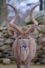 a ram looking at the camera with its long horns extended