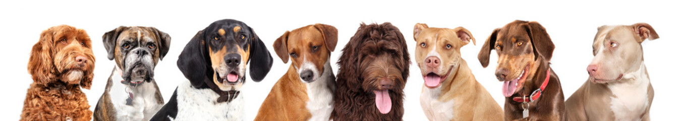Group of dogs looking at camera.  Happy dogs sitting side by side. 8 different medium to large...