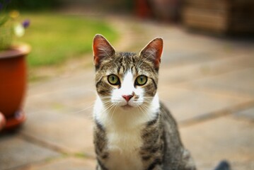 Tabby cat on patio looking into camera
