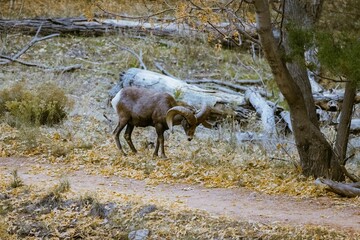 Sierra nevada bighorn sheep in a forest in the daylight