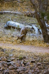 Sierra nevada bighorn sheep in a forest in the daylight
