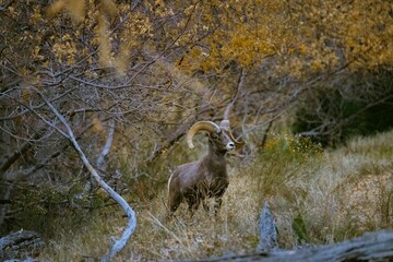 Sierra nevada bighorn sheep in a forest in the daylight