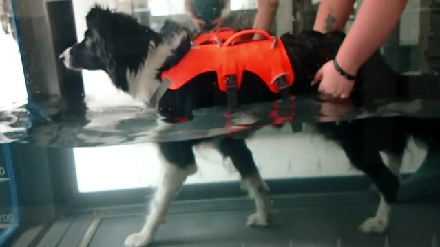 Collie dog enjoying hydrotherapy in tank walking in water