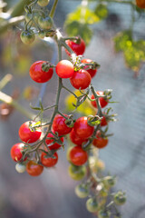 CHERRY TOMATO ON A PLANT
