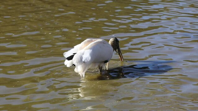 Large water wading bird fishing with its large beak, known as a "jaburu" or "dry head". Video 4k