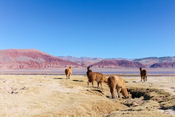 Group of llamas standing in the middle of a desert at Carachi Pampa Lagoon, Catamarca, Argentina.