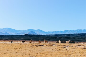 Group of lamas standing in the dry desert landscape at Carachi Pampa Lagoon, Catamarca