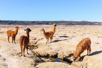 Group of llamas standing in the middle of a desert at Carachi Pampa Lagoon, Catamarca, Argentina