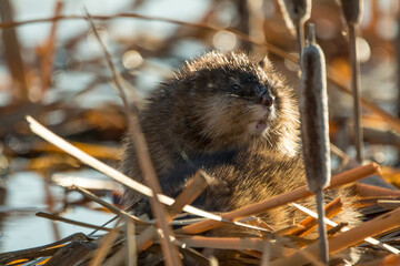 Closeup shot of a cute muskrat in Alberta