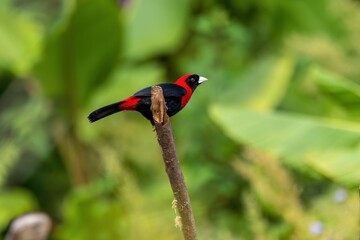 Small black and red bird perched atop a weathered tree branch with a blurred background