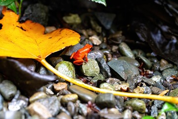 Vibrant red frog on the rocks in its natural habitat
