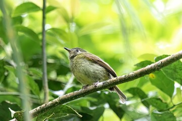 Small bird perched on a lush tree branch with a blurred background