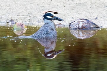 Bird stands in the shallow water of a natural body of water