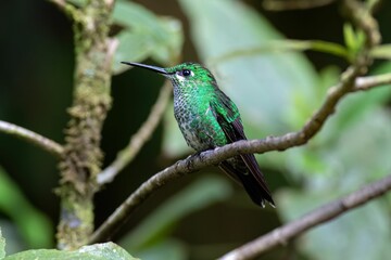 a green bird is sitting on a tree branch in the jungle