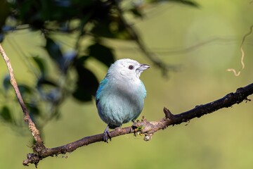 blue and white bird perched on a branch near leaves on it