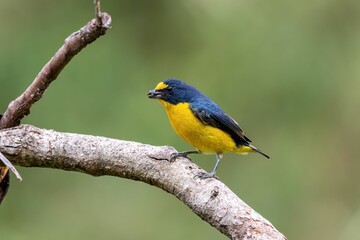 Small, vibrant bird perched on a thin tree branch in its natural habitat