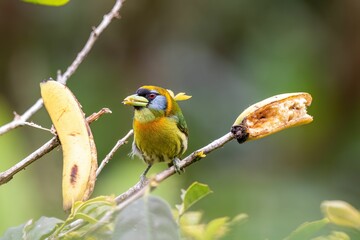 Closeup shot of a small exotic bird perched on the tree with ripe bananas