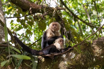 White-faced monkeys atop a tree in their natural habitat