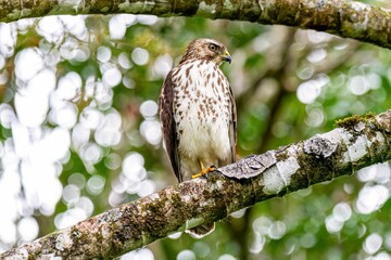 Close-up shot of a Accipitrinae perched on a tree branch, with a soft, blurred background