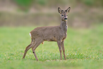 one Roe deer buck (Capreolus capreolus) stands on a green meadow and eats