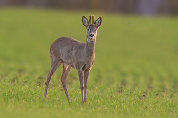 Naklejka na ściany i meble one Roe deer buck (Capreolus capreolus) stands on a green meadow and eats