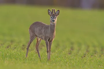 Fototapeten one Roe deer buck (Capreolus capreolus) stands on a green meadow and eats © Mario Plechaty