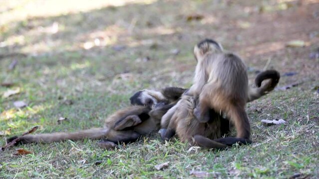 Little capuchin monkeys puppies playing wrestling