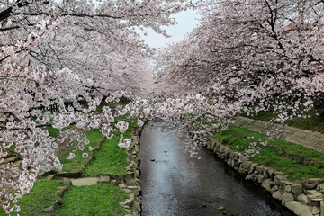 A beautiful archway of pink cherry blossom trees (Sakura Namiki) over a canal with green grassy...