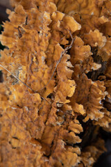 mushroom on the tree