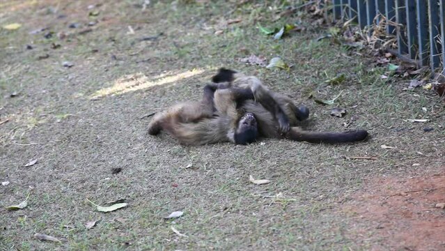 Little capuchin monkeys puppies playing wrestling