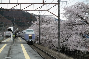 A fast train passing by the platform of a local station with sakura cherry blossom trees along the...
